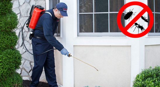 Söğüt Kene İlaçlama böcek ilaçlama ve haşere kontrolü — ilaclama-tr.com